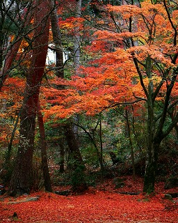 再度公園の画像2