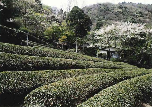 観光茶園の画像