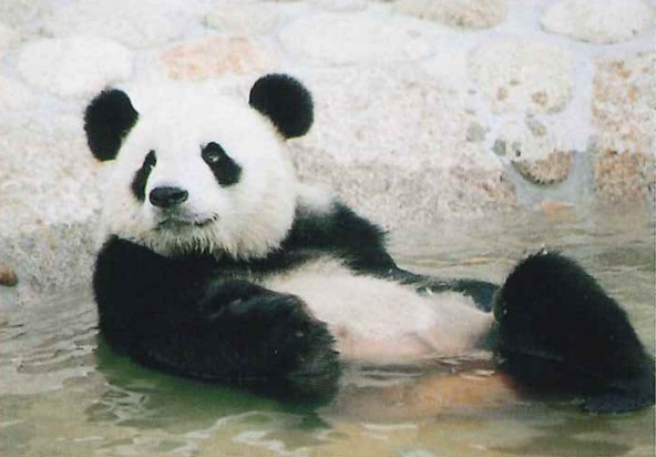 王子動物園のパンダ