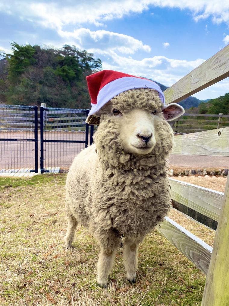 sheepwithhat