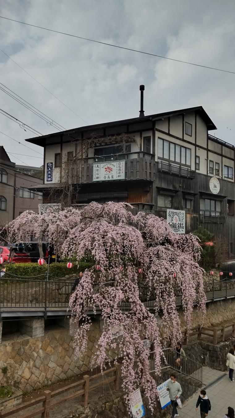 有馬の桜の画像